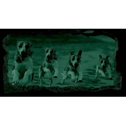 Chiens, Décoration Murale Photo sur le mur Grand Format XXL Motif Moderne Déco d'Art Murale