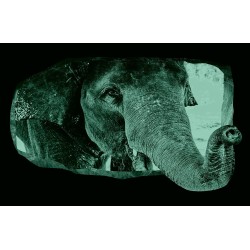 Éléphant, Décoration Murale Photo sur le mur Grand Format XXL Motif Moderne Déco d'Art Murale 82 x 150 CM